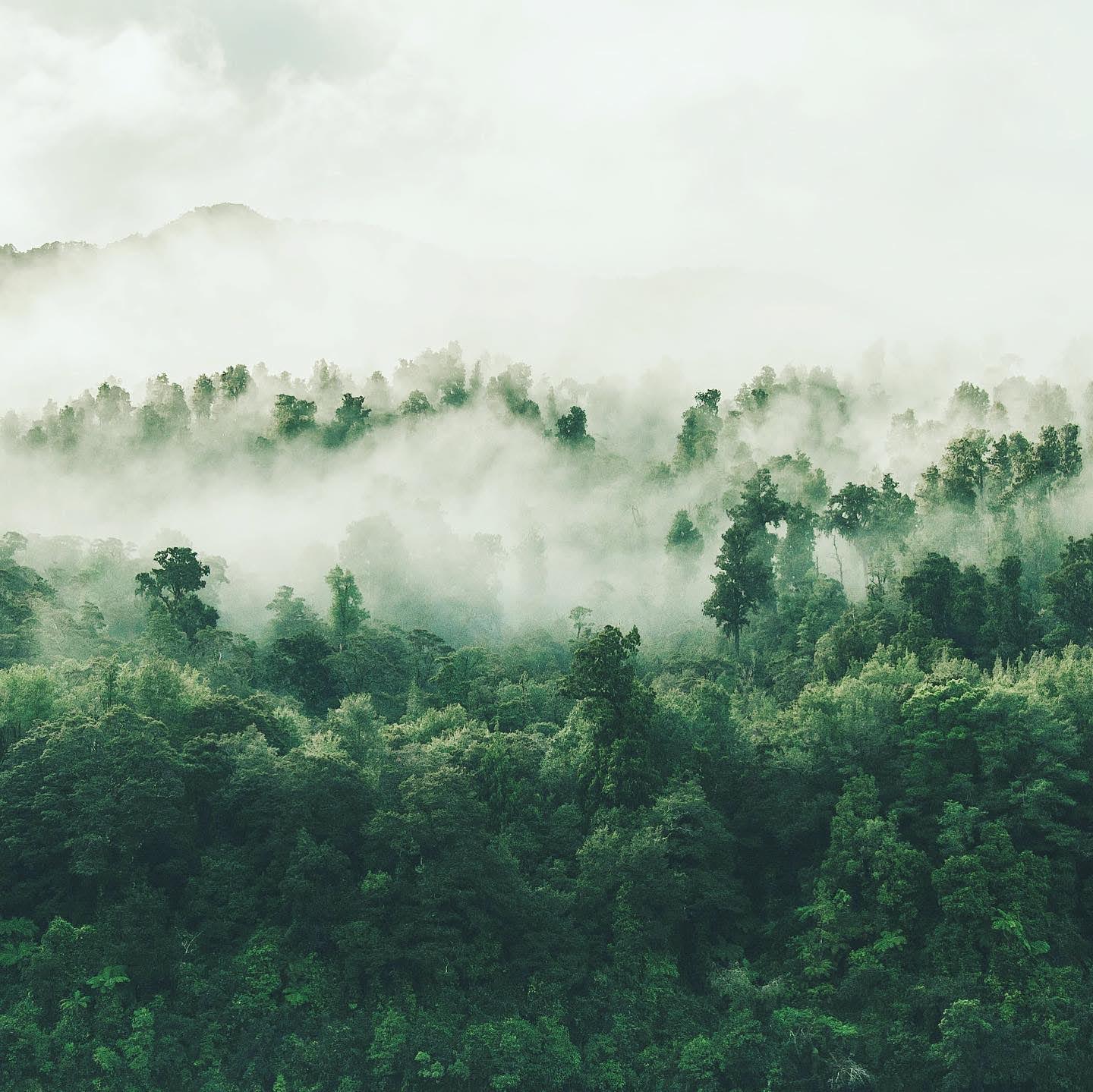 Bild von einem nebelbehangenem Wald