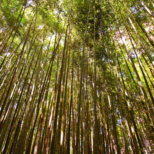 Sonnendurchfluteter Bambuswald