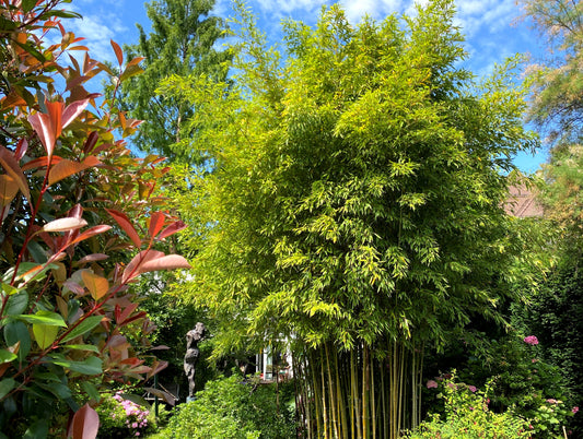 Ist Bambus wirklich so nachhaltig?