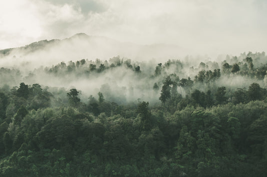 Foto von einem nebelbehangenen Wald
